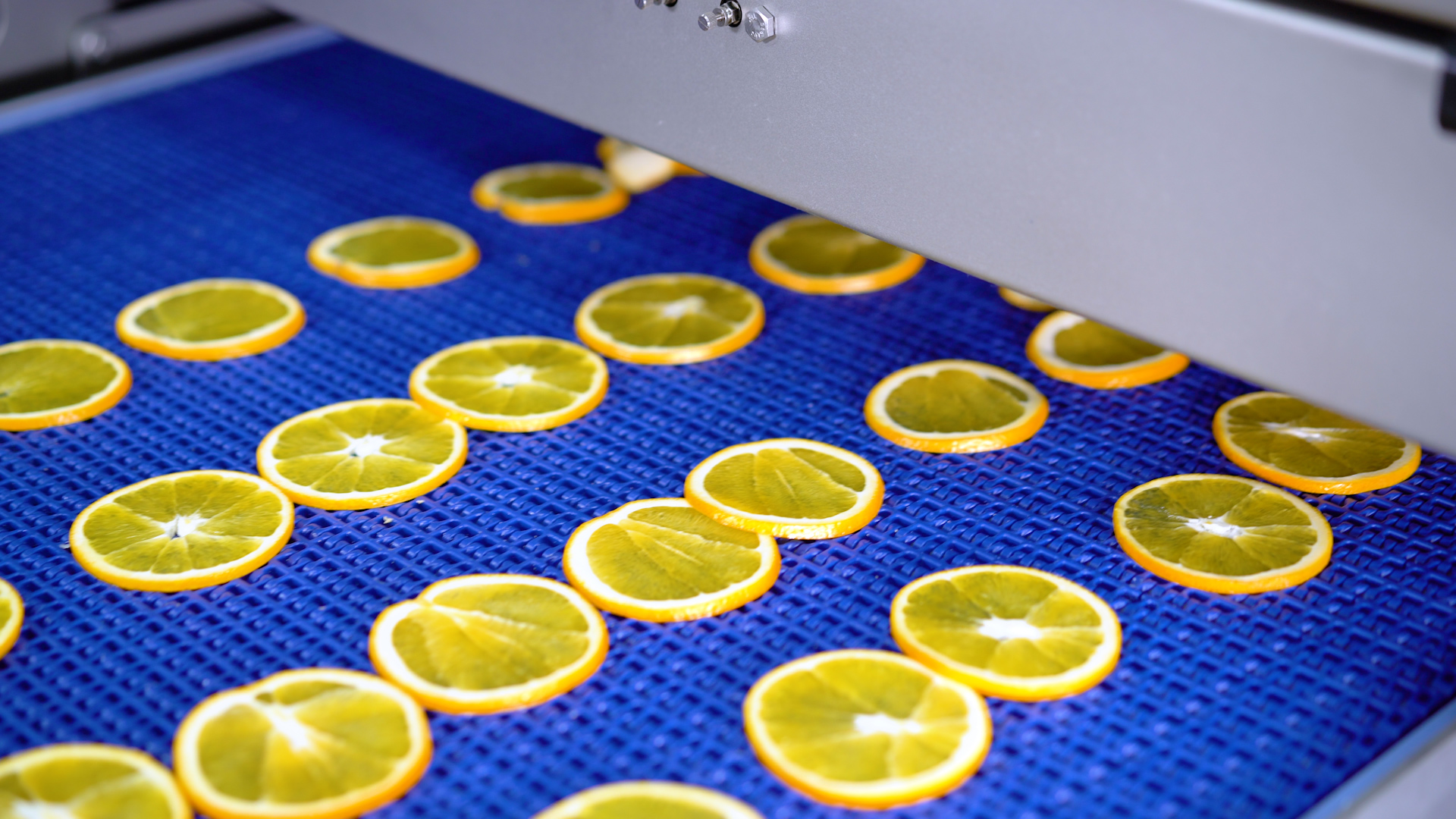 Lemon fruit slices on a Grote Industrial Fresh Produce Slicer.